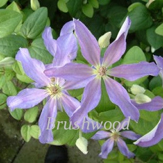 Clematis Gabrielle, Large Flowered Clematis - Brushwood Nursery, Clematis Specialists