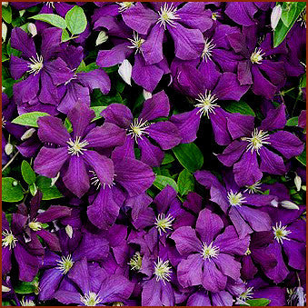 Clematis Galore, Small Flowered Clematis - Brushwood Nursery, Clematis Specialists
