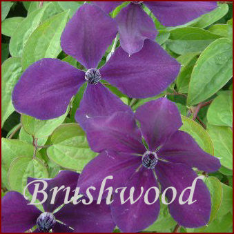 Clematis Geoffrey Tolver, Small Flowered Clematis - Brushwood Nursery, Clematis Specialists