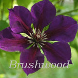 Clematis Gipsy Queen, Large Flowered Clematis - Brushwood Nursery, Clematis Specialists