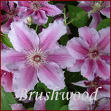 Clematis Girenas, Large Flowered Clematis - Brushwood Nursery, Clematis Specialists
