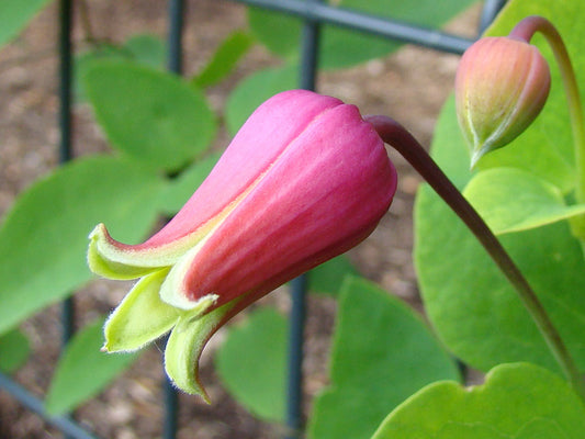 Clematis glaucophylla, Native Vines - Brushwood Nursery, Clematis Specialists