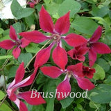 Clematis Gravetye Beauty, Small Flowered Clematis - Brushwood Nursery, Clematis Specialists