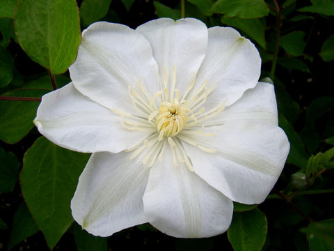 Clematis Guernsey Cream, Large Flowered Clematis - Brushwood Nursery, Clematis Specialists