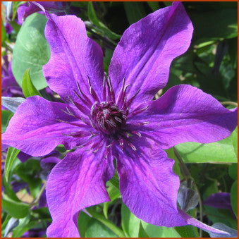 Clematis Guiding Promise, Large Flowered Clematis - Brushwood Nursery, Clematis Specialists