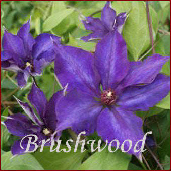 Clematis Guiding Star, Large Flowered Clematis - Brushwood Nursery, Clematis Specialists