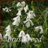 Clematis Hagelby White, Small Flowered Clematis - Brushwood Nursery, Clematis Specialists