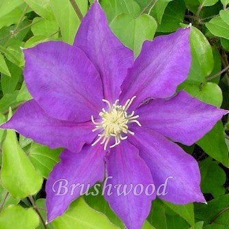 Clematis Haku Ookan, Large Flowered Clematis - Brushwood Nursery, Clematis Specialists
