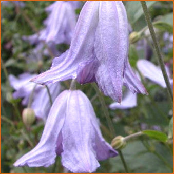 Clematis Hanna, Small Flowered Clematis - Brushwood Nursery, Clematis Specialists