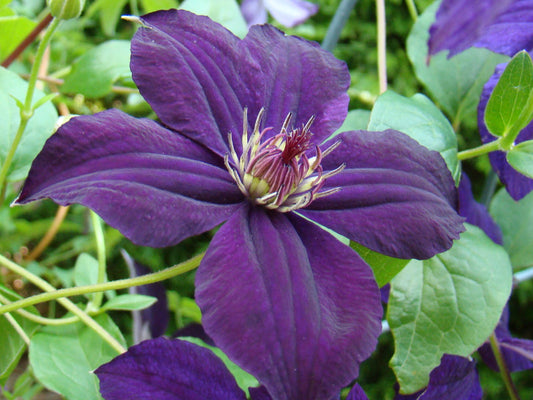 Clematis Happy Birthday, Large Flowered Clematis - Brushwood Nursery, Clematis Specialists