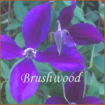 Clematis Harlow Carr, Small Flowered Clematis - Brushwood Nursery, Clematis Specialists