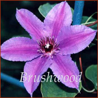 Clematis Ilka, Large Flowered Clematis - Brushwood Nursery, Clematis Specialists