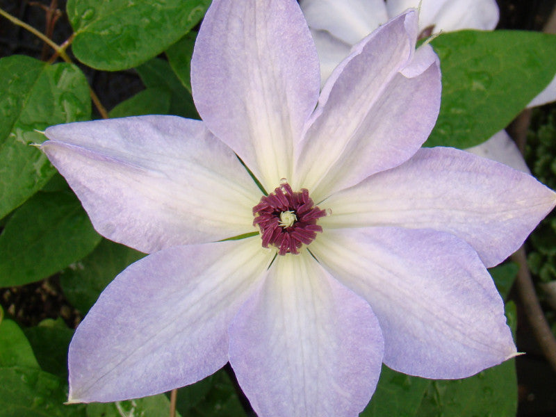 Clematis Ivan Olsson, Large Flowered Clematis - Brushwood Nursery, Clematis Specialists