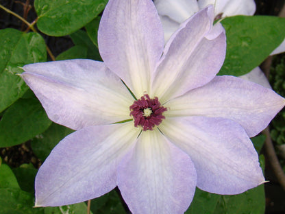 Clematis Ivan Olsson, Large Flowered Clematis - Brushwood Nursery, Clematis Specialists