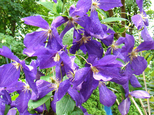 Clematis Jackmanii Superba, Large Flowered Clematis - Brushwood Nursery, Clematis Specialists