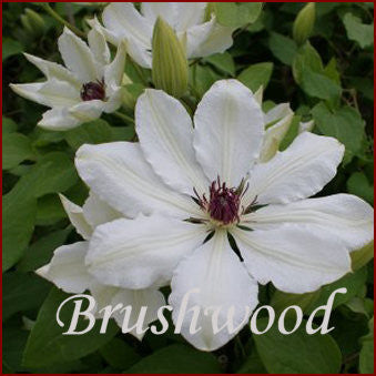 Clematis James Mason, Large Flowered Clematis - Brushwood Nursery, Clematis Specialists