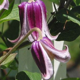 Clematis Jan Fopma, Small Flowered Clematis - Brushwood Nursery, Clematis Specialists