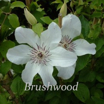 Clematis Janina, Large Flowered Clematis - Brushwood Nursery, Clematis Specialists