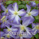 Clematis Jenny, Large Flowered Clematis - Brushwood Nursery, Clematis Specialists