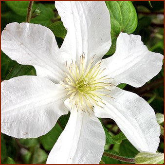 Clematis John Huxtable, Large Flowered Clematis - Brushwood Nursery, Clematis Specialists