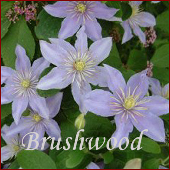 Clematis Justa, Small Flowered Clematis - Brushwood Nursery, Clematis Specialists