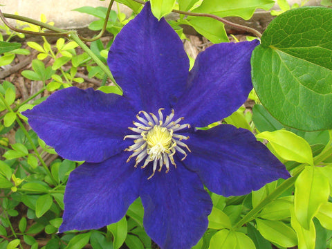 Clematis Kamila, Large Flowered Clematis - Brushwood Nursery, Clematis Specialists