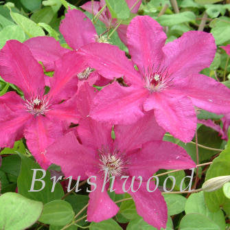 Clematis Kardynal Wyszynski, Large Flowered Clematis - Brushwood Nursery, Clematis Specialists