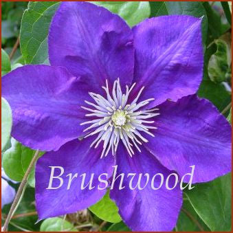 Clematis Kasugai, Large Flowered Clematis - Brushwood Nursery, Clematis Specialists