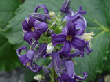 Clematis Katherine's Amethyst, Non-Vining Clematis - Brushwood Nursery, Clematis Specialists