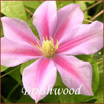 Clematis Kaunitar, Large Flowered Clematis - Brushwood Nursery, Clematis Specialists