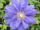 Clematis Kiri Te Kanawa, Large Flowered Clematis - Brushwood Nursery, Clematis Specialists