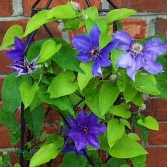 Clematis Climador, Large Flowered Clematis - Brushwood Nursery, Clematis Specialists