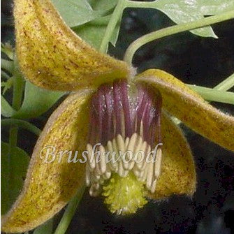 Clematis ladakhiana, Small Flowered Clematis - Brushwood Nursery, Clematis Specialists