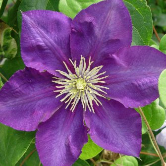 Clematis Lady Betty Balfour, Large Flowered Clematis - Brushwood Nursery, Clematis Specialists