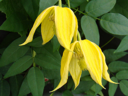 Clematis tangutica Lambton Park, Small Flowered Clematis - Brushwood Nursery, Clematis Specialists