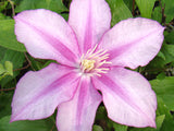 Clematis Lasting Love, Large Flowered Clematis - Brushwood Nursery, Clematis Specialists