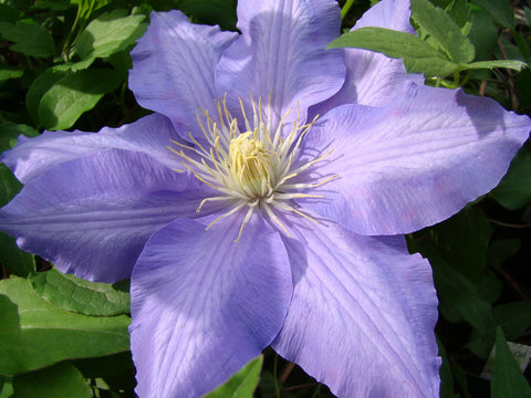Clematis Lasurstern, Large Flowered Clematis - Brushwood Nursery, Clematis Specialists