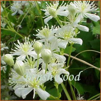 Clematis ligusticifolia, Small Flowered Clematis - Brushwood Nursery, Clematis Specialists