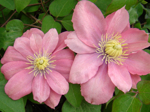 Clematis Little Mermaid, Large Flowered Clematis - Brushwood Nursery, Clematis Specialists