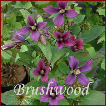 Clematis Lord Herschell, Small Flowered Clematis - Brushwood Nursery, Clematis Specialists