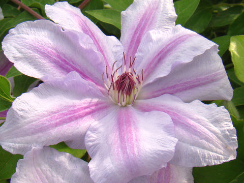 Clematis Love Jewelry, Large Flowered Clematis - Brushwood Nursery, Clematis Specialists