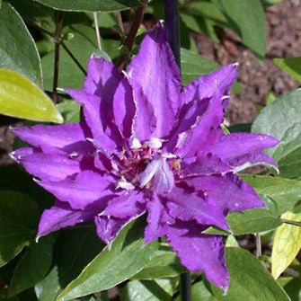 Clematis Maria Louise Jensen, Large Flowered Clematis - Brushwood Nursery, Clematis Specialists