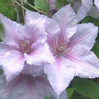 Clematis Marmori, Large Flowered Clematis - Brushwood Nursery, Clematis Specialists
