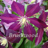 Clematis Mikelite, Large Flowered Clematis - Brushwood Nursery, Clematis Specialists