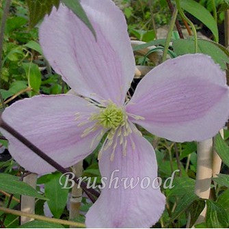 Clematis montana Brewster, Small Flowered Clematis - Brushwood Nursery, Clematis Specialists