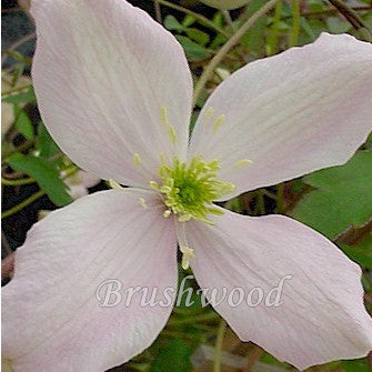 Clematis montana Elizabeth, Small Flowered Clematis - Brushwood Nursery, Clematis Specialists