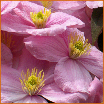 Clematis montana Fragrant Spring, Small Flowered Clematis - Brushwood Nursery, Clematis Specialists