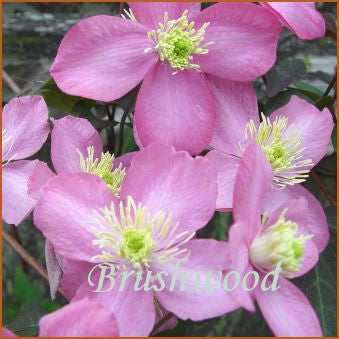 Clematis montana Freda, Small Flowered Clematis - Brushwood Nursery, Clematis Specialists