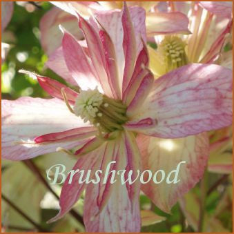 Clematis montana Marjorie, Small Flowered Clematis - Brushwood Nursery, Clematis Specialists