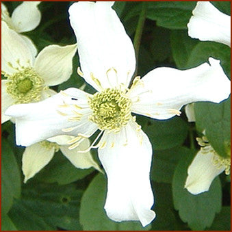 Clematis montana Wilsonii, Small Flowered Clematis - Brushwood Nursery, Clematis Specialists